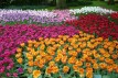 De Keukenhof - n�dhern� sv�t tulip�n�
